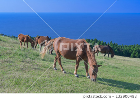 Misaki Horses, Native Japanese Wild Horses, Miyazaki Prefecture 132900488