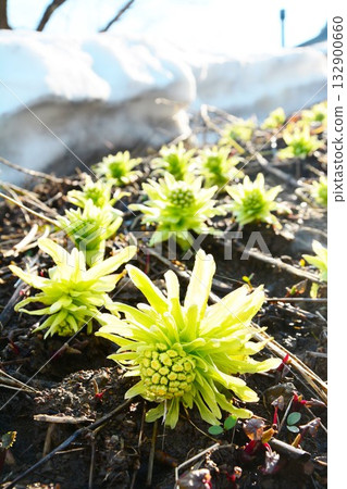 蜂斗菜在殘雪上萌發 蜂斗菜在殘雪上萌發 132900660