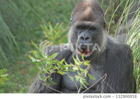 一隻大猩猩張著大嘴，興奮地看著它最喜歡的樹葉。 132900858