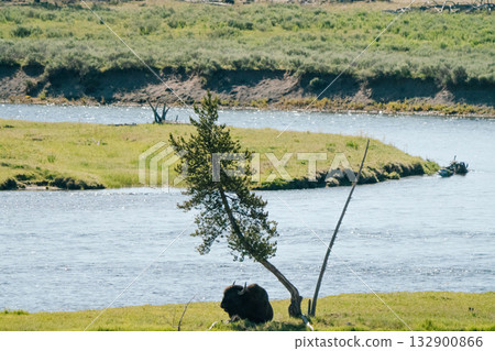 布法羅33 132900866