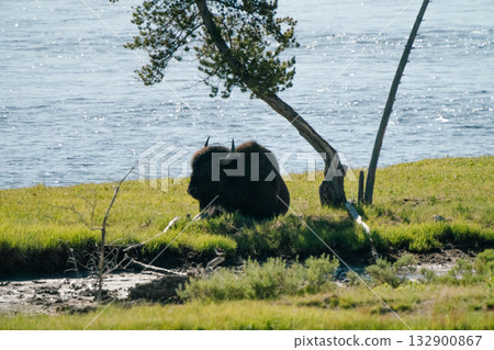 布法羅 42 132900867