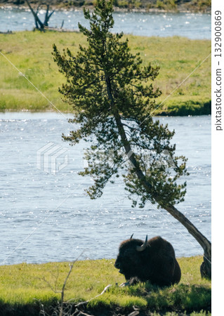 布法羅 41 132900869