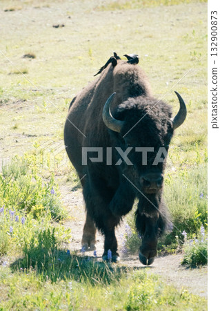 布法羅37 布法羅37 132900873