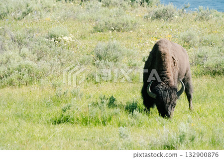 布法羅34 布法羅34 132900876