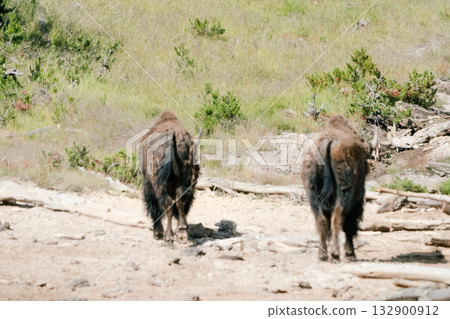 布法羅48 布法羅48 132900912