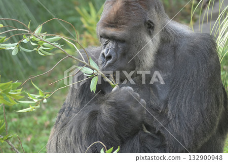 一隻大猩猩在享用它最愛的食物前,親吻了一片葉子。 一隻大猩猩在享用它最愛的食物前,親吻了一片葉子。 132900948