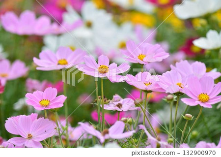 波斯菊盛開的鮮花 波斯菊盛開的鮮花 132900970