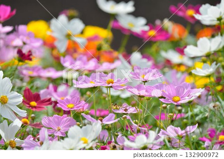 波斯菊盛開的鮮花 132900972