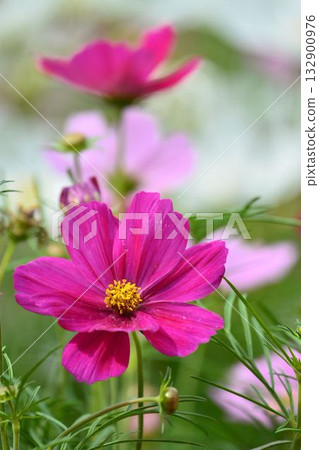 波斯菊盛開的鮮花 132900976