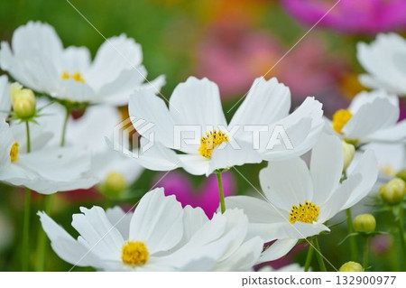 波斯菊盛開的鮮花 132900977