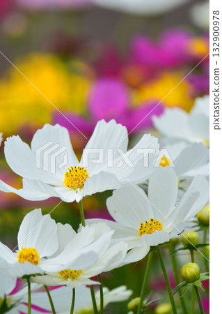 波斯菊盛開的鮮花 波斯菊盛開的鮮花 132900978