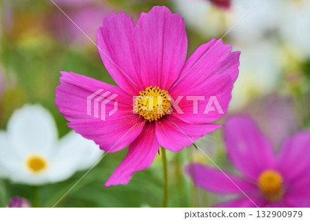 波斯菊盛開的鮮花 波斯菊盛開的鮮花 132900979