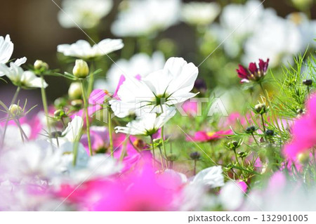 Cosmos flowers in full bloom Cosmos flowers in full bloom 132901005