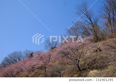 Kawazu cherry blossoms blooming under a blue sky [Tsukui, Sagamihara City, March] 132901295