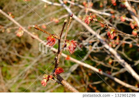 Euptelea blooms [Tsukui, Sagamihara City, March] 132901296