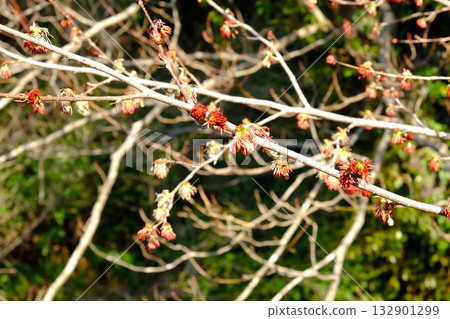 Fusazakura blooms in early spring [Tsukui, Sagamihara City, March] 132901299