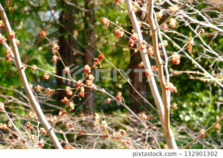 Fusazakura basking in the spring sunshine [Tsukui, Sagamihara City, March] 132901302