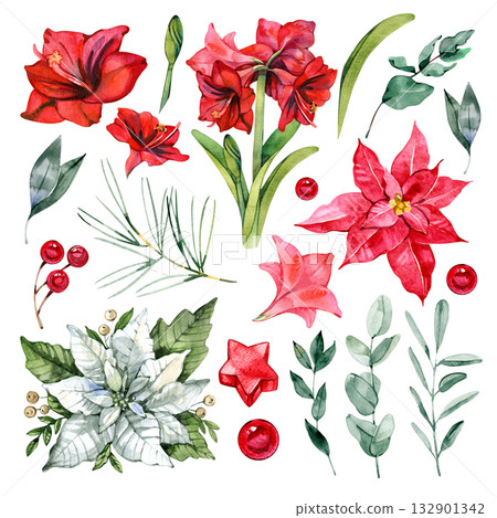 Watercolor set with Christmas flowers amaryllis and poinsettia, green eucalyptus, pine branches, and red berries. Perfect for festive cards, invitations, and holiday decor. 132901342