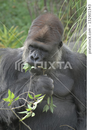 這位美食家大猩猩聞了聞葉子，然後咬了一口。 132901343