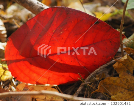 Bright red fallen leaves (20251108102216) Bright red fallen leaves (20251108102216) 132901481