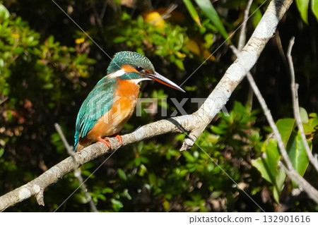 Kingfisher 132901616