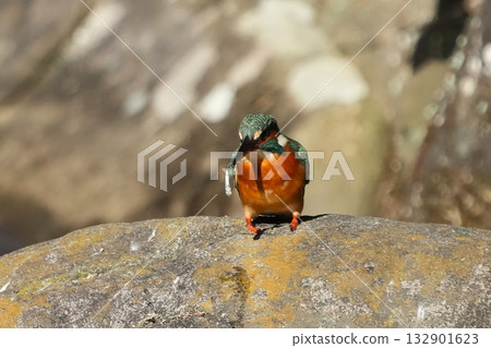 Kingfisher 132901623