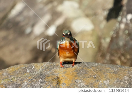 Kingfisher 132901624