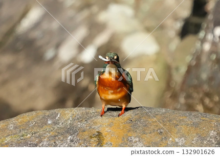 Kingfisher 132901626