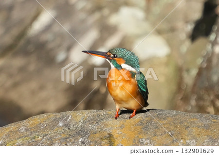 翠鳥 翠鳥 132901629