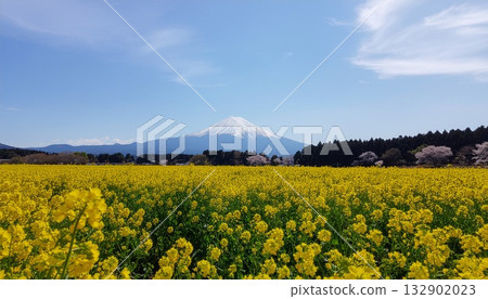 A stunning photo of a rapeseed flower field and Mt. Fuji in spring in Japan A stunning photo of a rapeseed flower field and Mt. Fuji in spring in Japan 132902023