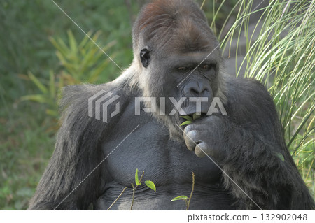 這隻大猩猩覺得最棒的部分就是把它塞進嘴裡。 132902048