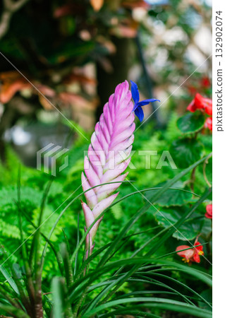Bird-wing-like bromeliads Bird-wing-like bromeliads 132902074