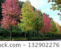 Autumn leaves American Fu row of trees 132902276