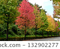 Autumn leaves American Fu row of trees 132902277