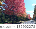 Autumn leaves American Fu row of trees 132902278