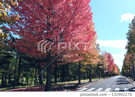 秋葉美國富樹行 秋葉美國富樹行 132902278