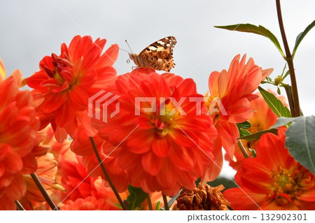 大麗花和小夫人 132902301