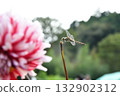 Dragonfly  132902312
