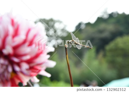 Dragonfly Dragonfly 132902312