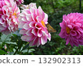 Dahlia and Ithimon dyseri 132902313