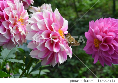 大麗花和Ithimon dyseri 132902313