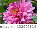 Dahlia and pollen-covered hoverfly 132902314