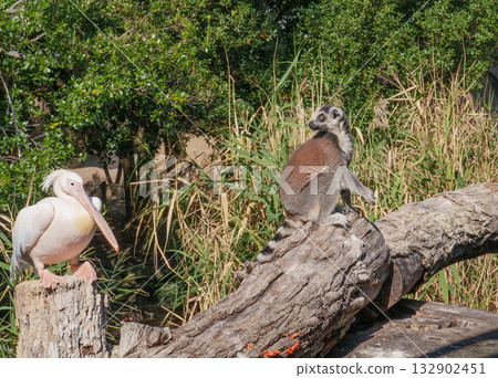 Great white pelicans and ring-tailed lemurs at Kobe Animal Kingdom 132902451