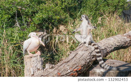 神戶動物王國的大白鵜鶘和環尾狐猴 132902453