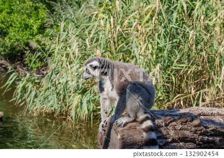 Ring-tailed lemurs at Kobe Animal Kingdom 132902454