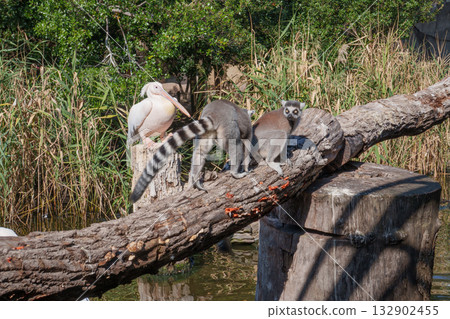 Great white pelicans and ring-tailed lemurs at Kobe Animal Kingdom Great white pelicans and ring-tailed lemurs at Kobe Animal Kingdom 132902455