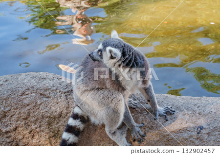 Ring-tailed lemurs at Kobe Animal Kingdom Ring-tailed lemurs at Kobe Animal Kingdom 132902457