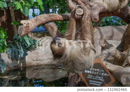 Kobe Animal Kingdom's cover game Kobe Animal Kingdom's cover game 132902460