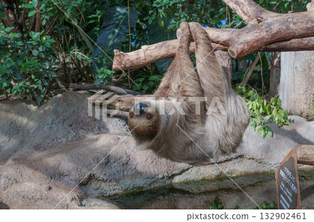 Kobe Animal Kingdom's cover game 132902461