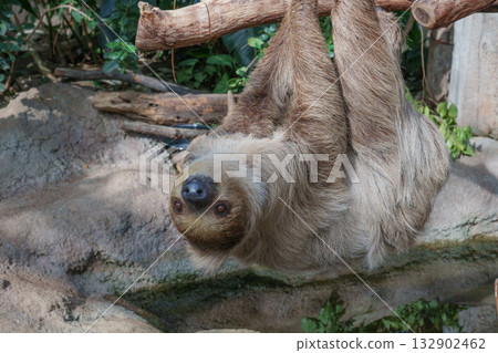 神戶動物王國的封面遊戲 神戶動物王國的封面遊戲 132902462
